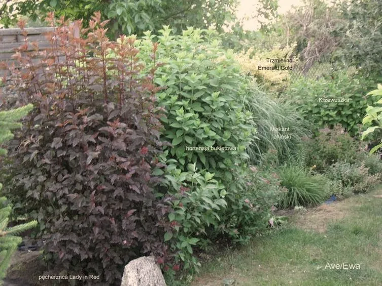 Co warto posadzić przy płocie, aby stworzyć piękną przestrzeń?