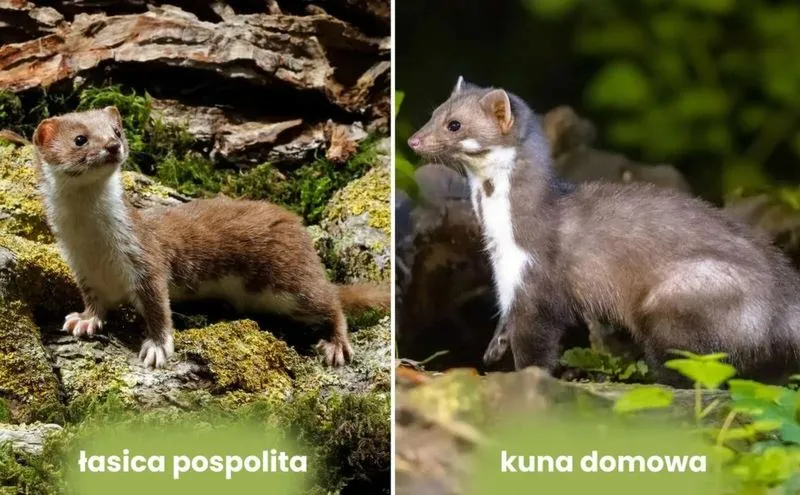 Czy kuna gryzie styropian? Oto, co musisz wiedzieć!