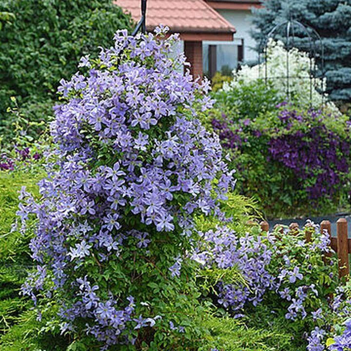 Jakie rośliny najlepiej komponują się z powojnikami?