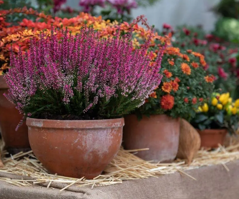 Wrzosy w domu – jak zadbać o te piękne rośliny?