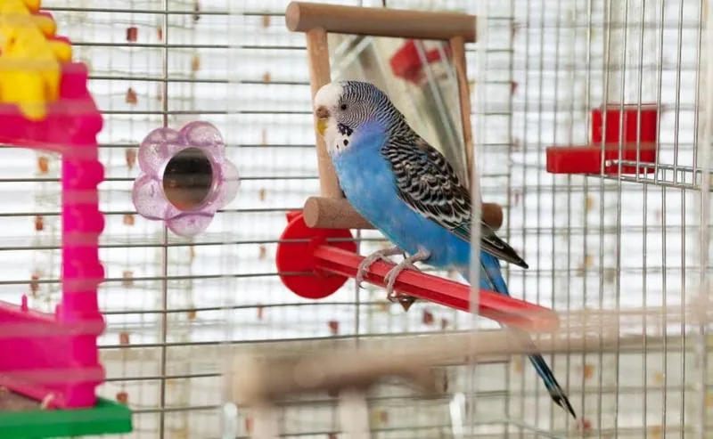 Automatyczne poidełka dla papug