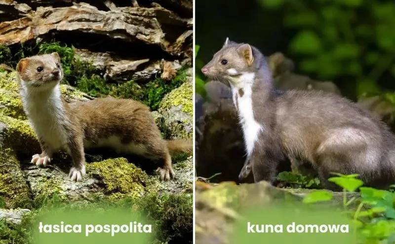 Gatunki kun i ich zwyczaje