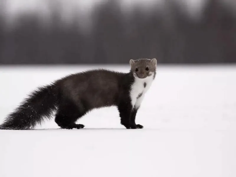 Kuna gryzie styropian