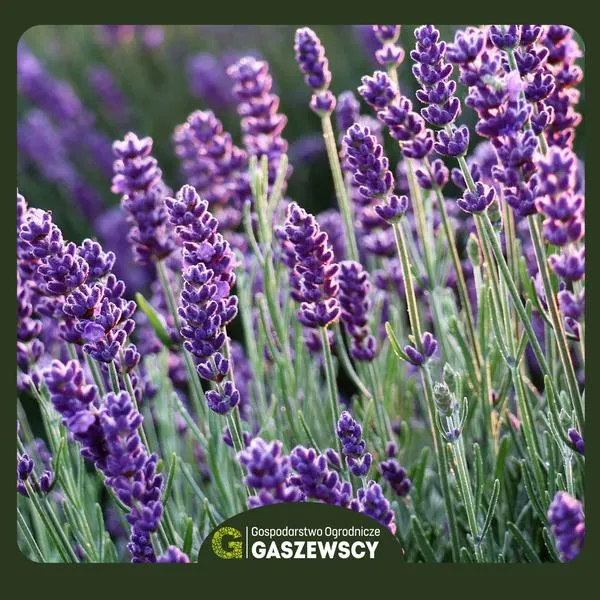 Najlepsze odmiany lawendy