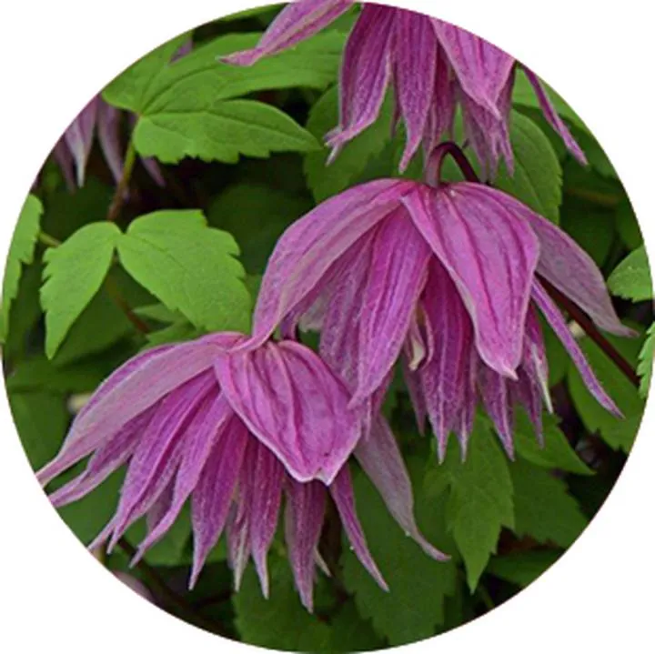 Ochrona korzeni powojników niskimi bylinami