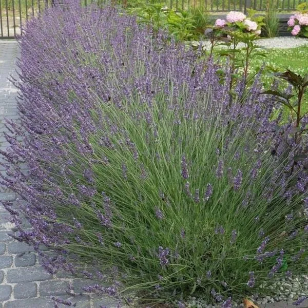 Pielęgnacja lawendy