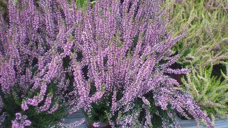 Pielęgnacja wrzosów w domu