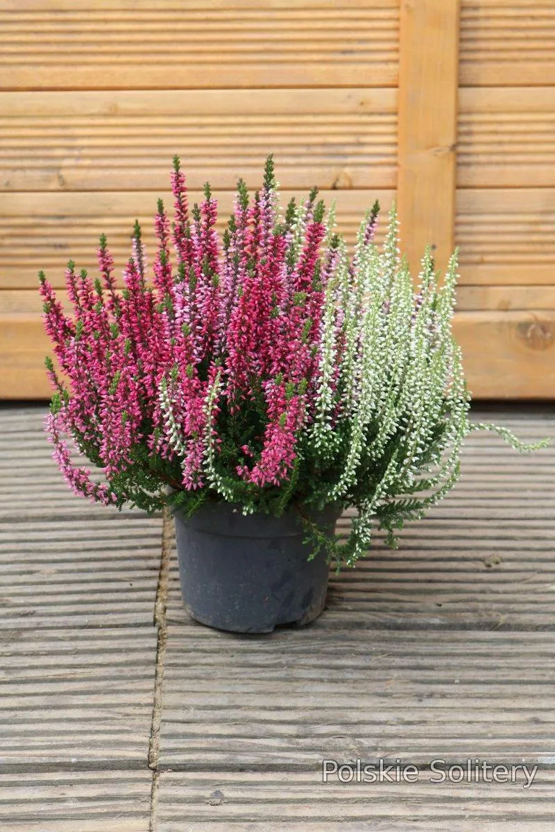 Przesądy o wrzosach