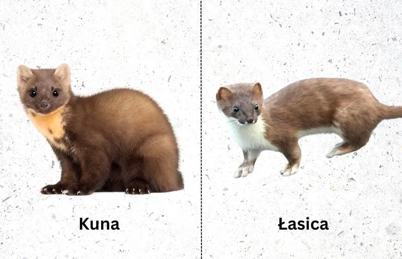 Zabezpieczenie domu przed kunami